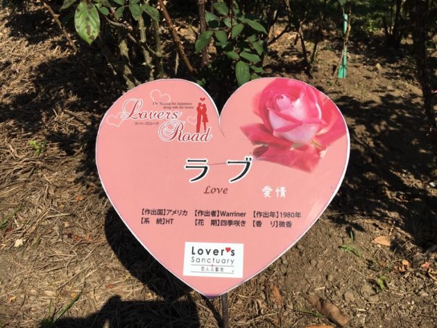 【かのやばら園】地元民が解説！鹿児島屈指のインスタ映えスポット！