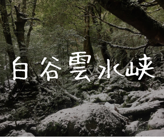 【屋久島|白谷雲水峡】ジブリファンが『もののけ姫の森』に突撃!太鼓岩往復コースの感想【冬編】