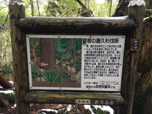 ヤクスギランドの屋久杉伐採看板
