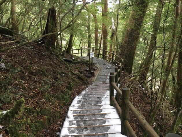 ヤクスギランドの歩道