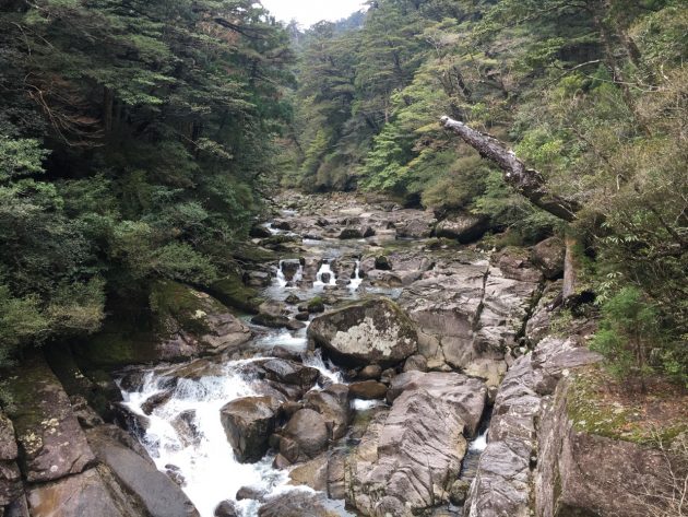 ヤクスギランドの沢