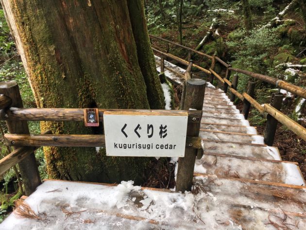 ヤクスギランドのくぐり杉看板