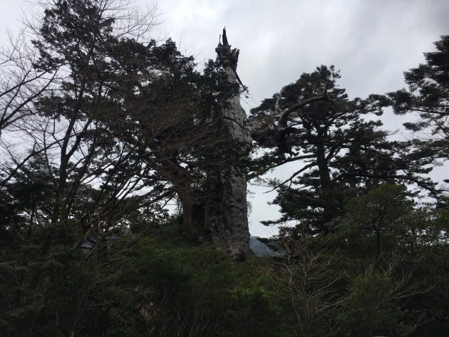 紀元杉