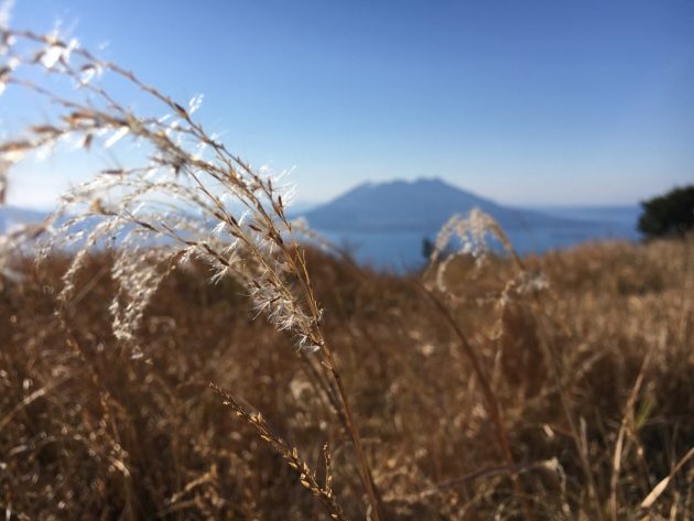 狐ヶ丘高原の頂上からススキと桜島