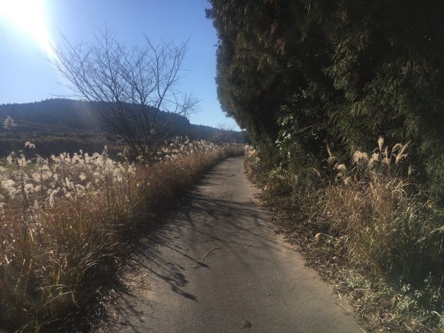 狐ヶ丘高原への道