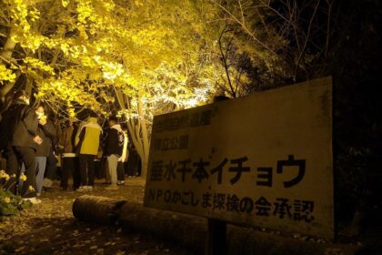【千本イチョウ】美しすぎるイチョウ並木の絶景!混雑状況も解説